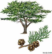 Essential Oil Blend Detoxifying (Grapefruit Geranium)