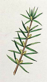 Essential Oil Blend Detoxifying (Grapefruit Geranium)