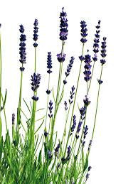 Essential Oil - Lavender