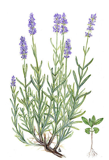 Essential Oil Blend Balancing (Rose Geranium Lavender)