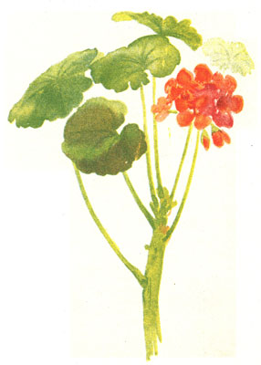 Essential Oil Blend Detoxifying (Grapefruit Geranium)