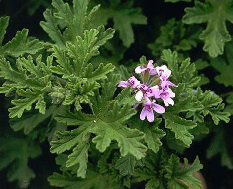 Essential Oil - Rose Geranium