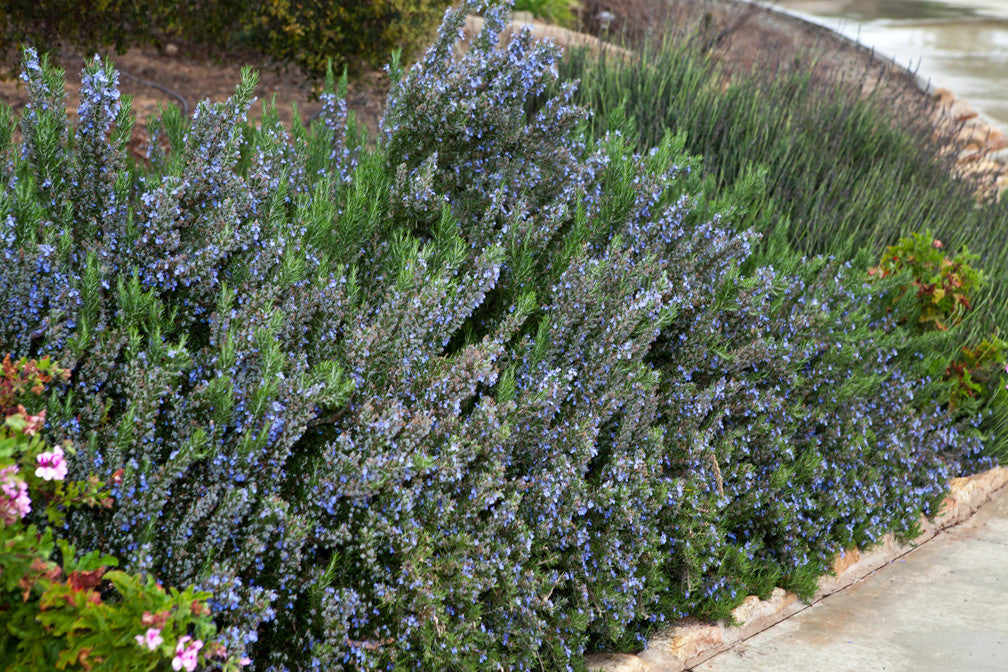 Essential Oil - Rosemary