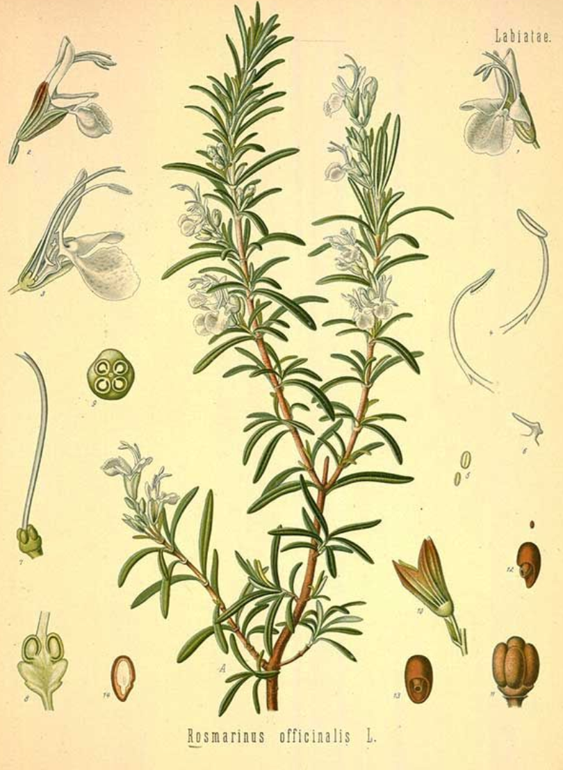 Essential Oil - Rosemary