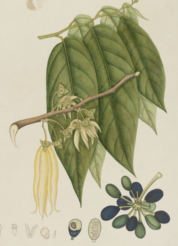 Essential Oil Blend Rejuvenating (Rose Ylang Ylang)