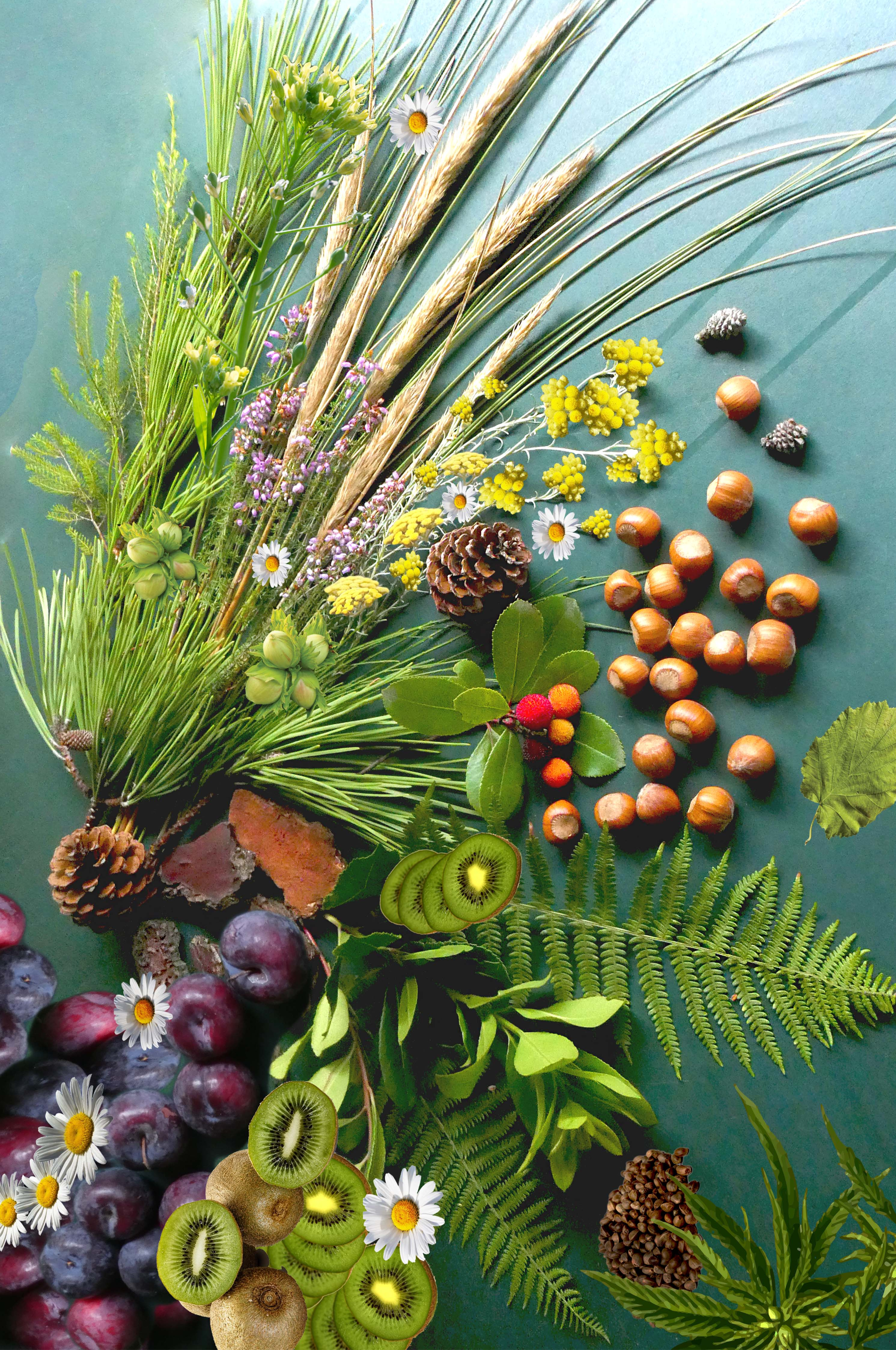 MERVEILLE DES LANDES ORGANIC - Sensitive Skin Care Complete Regeneration Face